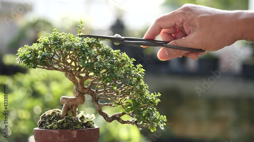 Asian man trimming beautiful small bonsai plant growing on brown potted with pruning shears in nature background, Feel happy, refreshed and relaxed in a bright morning. Bonsai Gardening Concept. photo