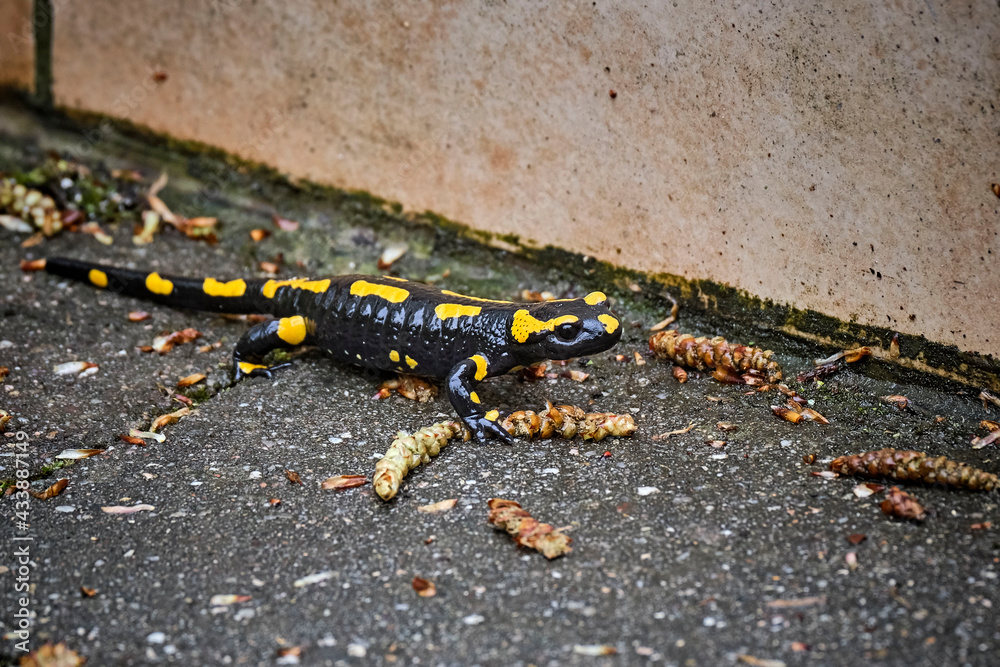 Obraz premium Feuersalamander ( Salamandra salamandra ).