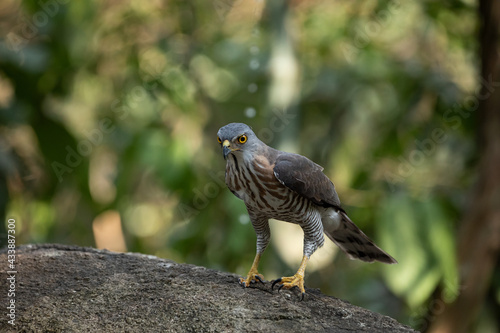 Crested Goshawk in natural 