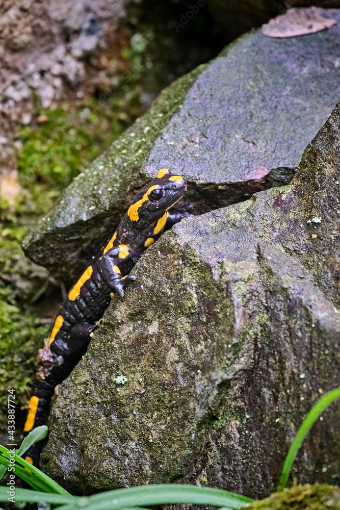 Obraz premium Feuersalamander ( Salamandra salamandra ).