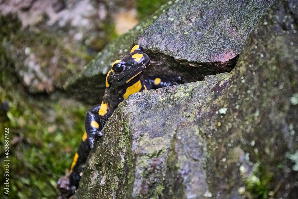 Feuersalamander ( Salamandra salamandra ).