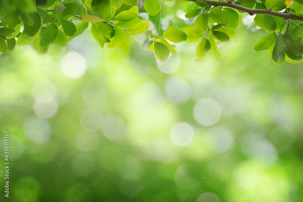 Green leaf for nature on blurred background Green leaf for nature on blurred background