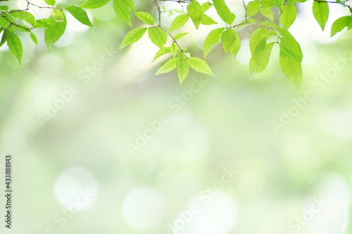 Green leaf for nature on blurred background