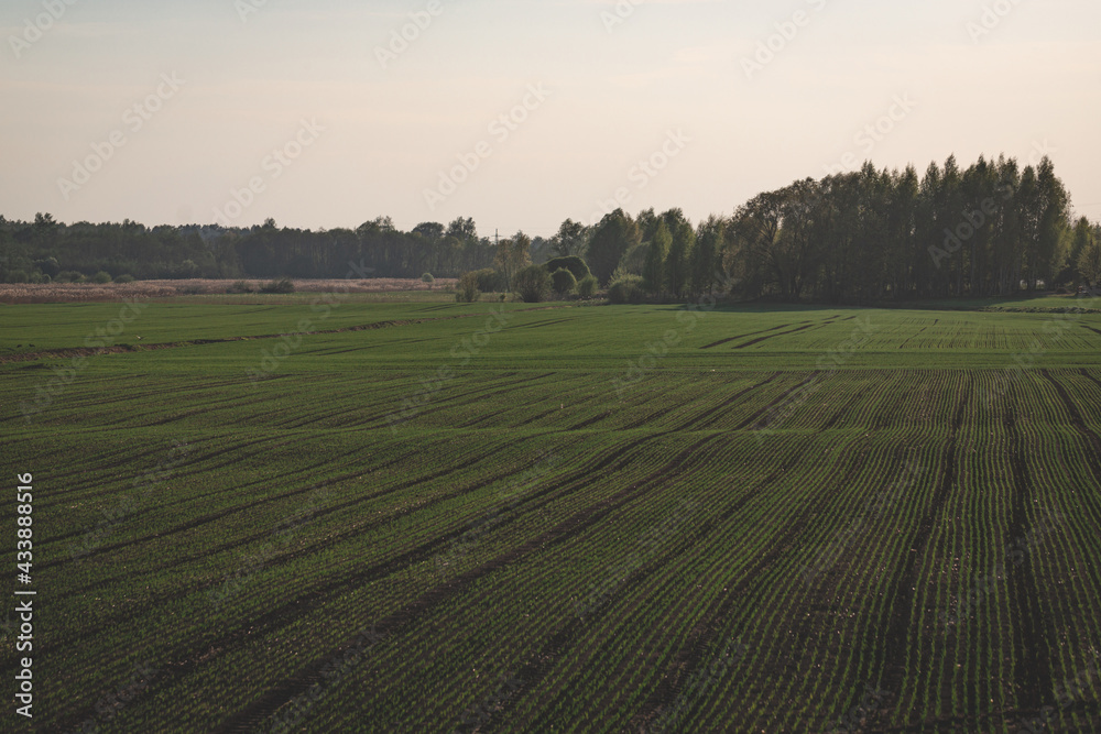 Green winter crops sprouted in the spring sun on a farm field. Smooth rows of agricultural plants go into the distance to the horizon