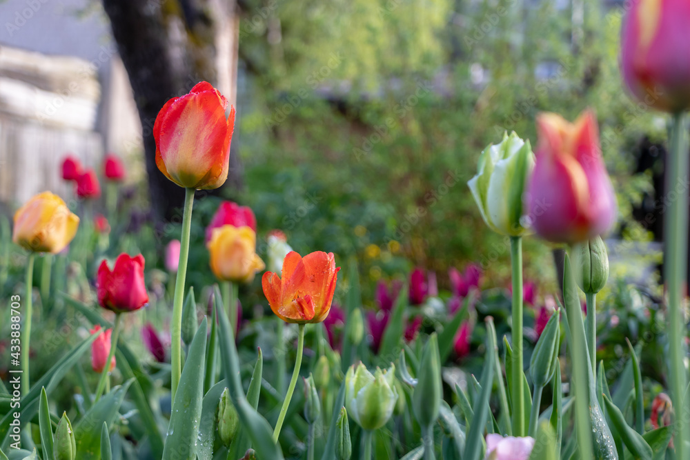 Red orange, white, green, purple and yellow tulips in a flower garden after the rain with raindrops and a blurred background of the garden on the branches, shrubs and trees.