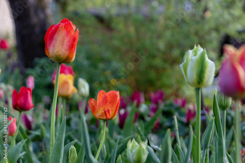 Red orange, white, green, purple and yellow tulips in a flower garden after the rain with raindrops and a blurred background of the garden on the branches, shrubs and trees.