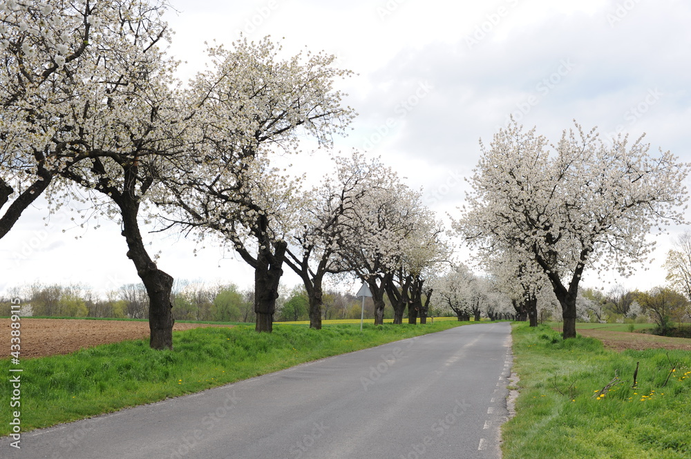 Beautiful and old sweet cherry trees blossoming along a road in spring with clouds in the sky and fresh green fields and meadows Beautiful and old sweet cherry trees blossoming along a road in spring with clouds in the sky and fresh green fields and meadows