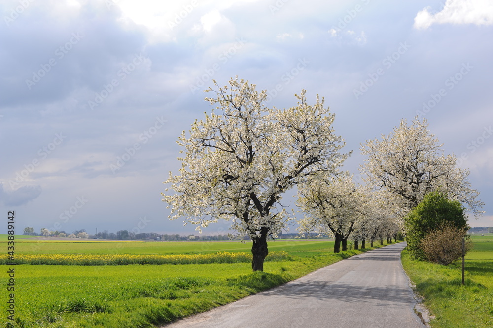 Beautiful and old sweet cherry trees blossoming along a road in spring with clouds in the sky and fresh green fields and meadows Beautiful and old sweet cherry trees blossoming along a road in spring with clouds in the sky and fresh green fields and meadows