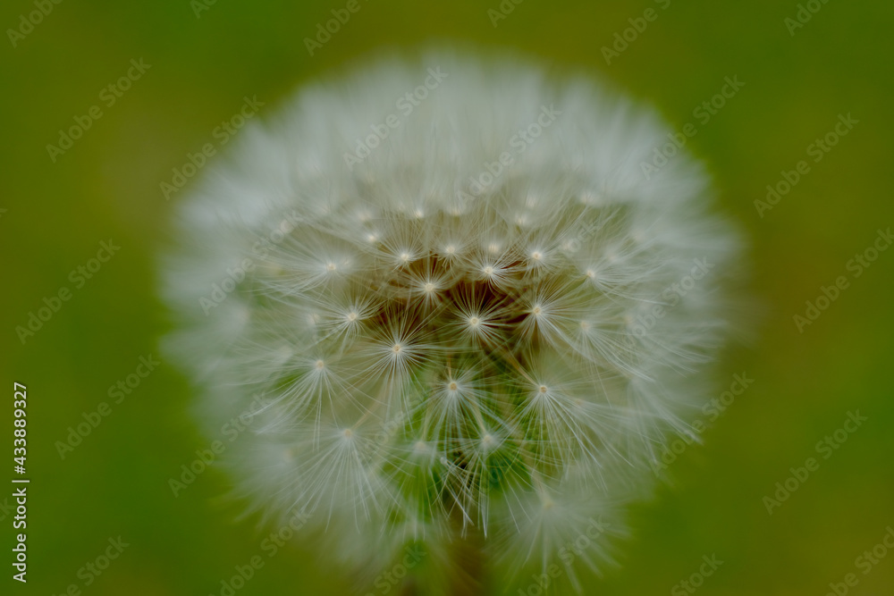 Fototapeta premium タンポポの綿毛