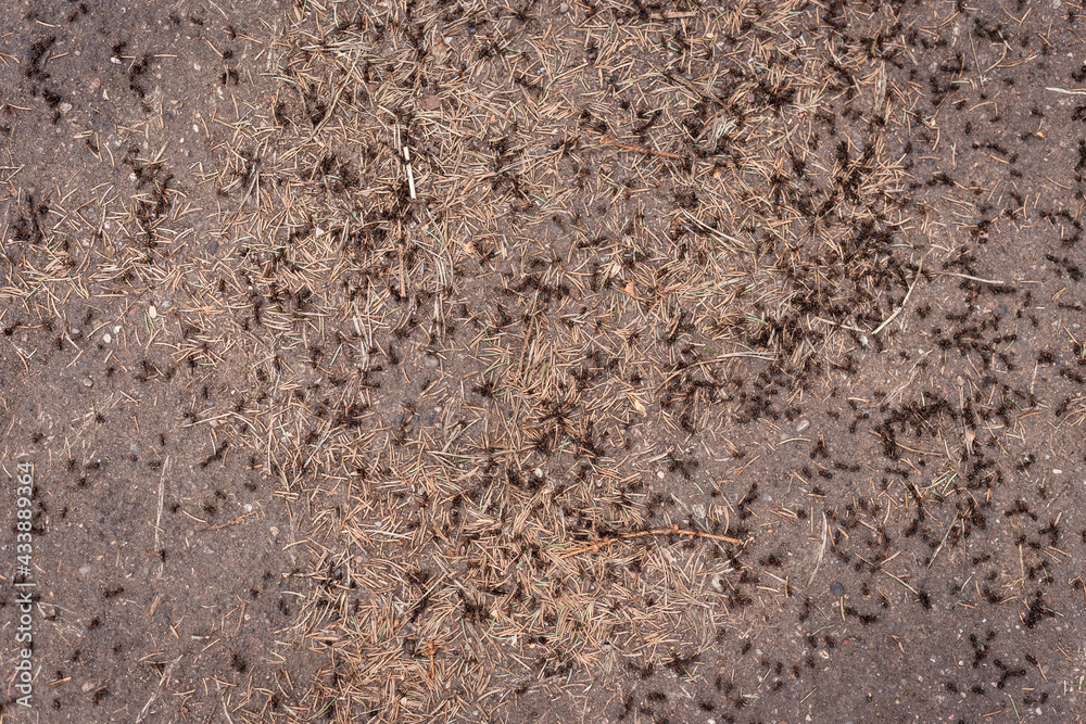 Many ants are crawling on the ground