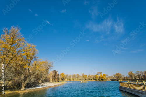 Populus euphratica forest by the lake in Xinjiang, China in autumn