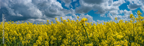 Panoramic view over beautiful farm landscape with rasp field in blossom at Spring and dramatic rainy sky yet sunny day.