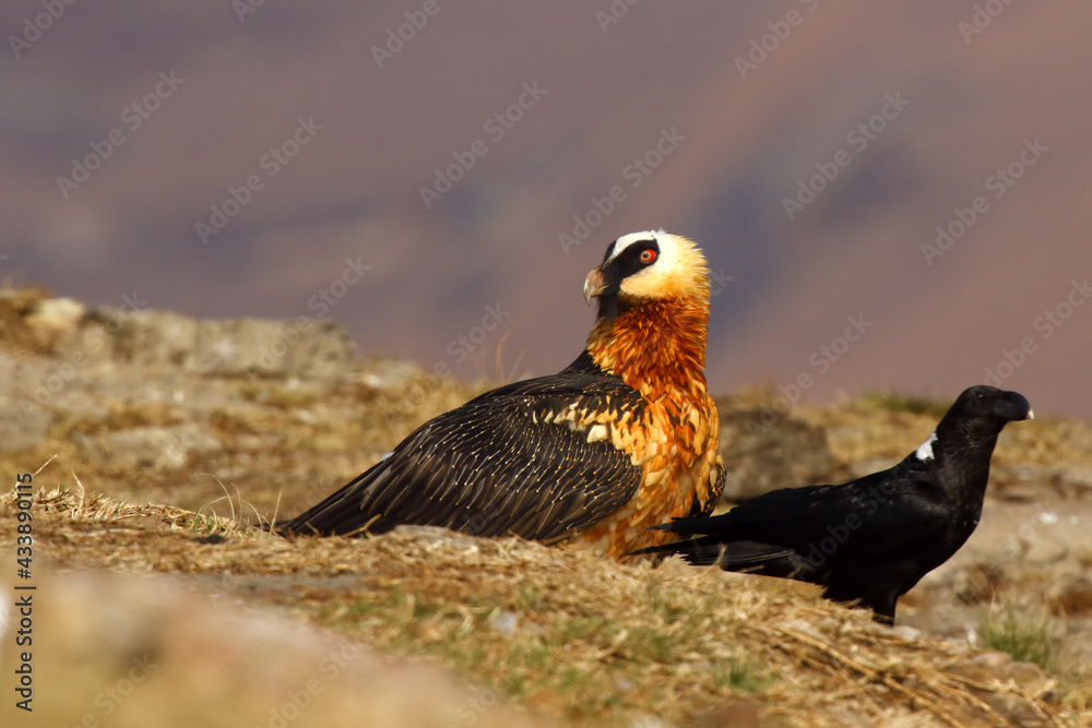 Fototapeta premium The bearded vulture (Gypaetus barbatus), also known as the lammergeier or ossifrage on the feeder swallows huge bone. Typical feeding behavior of a lammergeier with white-necked raven in Drakensberg.