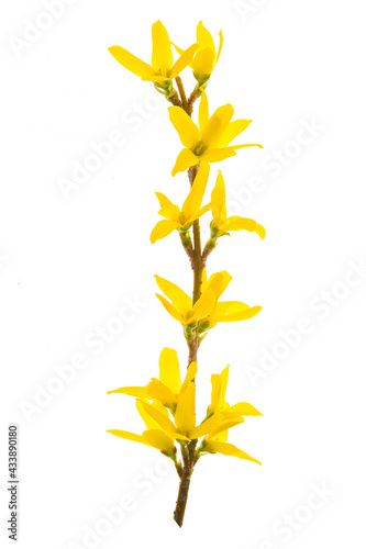 Fotografia Isolated branch of blooming forsythia flowers on a white background