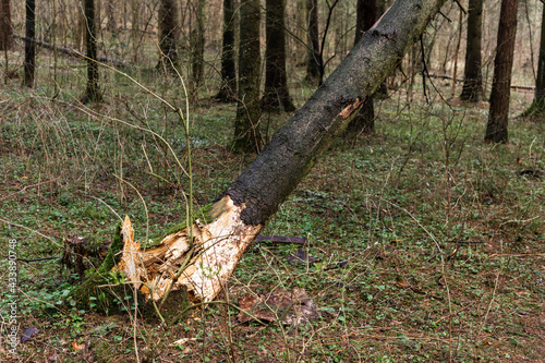 Fallen tree in the forest. Consequence of strong wind.