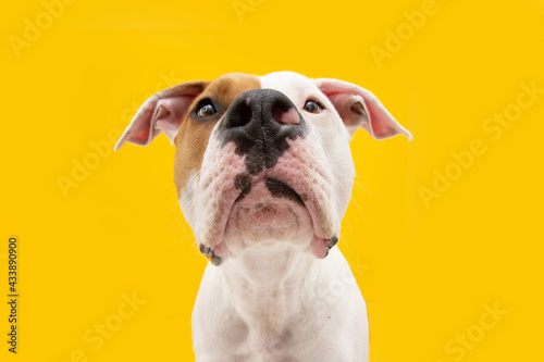 Quadro em tela Close-up  bored and sad american Staffordshire dog expression