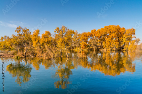 Populus euphratica forest by the lake in Xinjiang, China in autumn