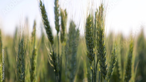 A field of green ripening wheat growing on fertile land. Spikelets of wheat with grain shakes wind. Grain harvest ripens in summer. Agricultural business concept. Environmentally friendly wheat