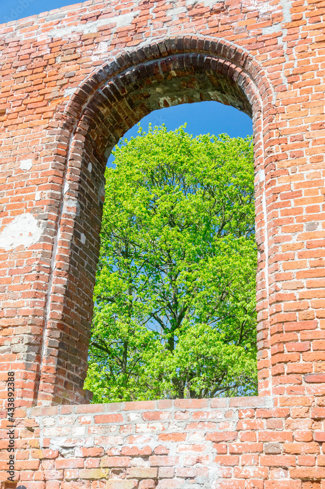Detail with window of brick wall of ruins of a 14th century gothic church in Steblewo in Poland.