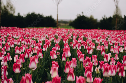 An field full of tulips of different colors. Blooming tulip fields. Bright spring floral background.