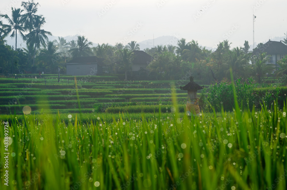 Fototapeta premium rice field