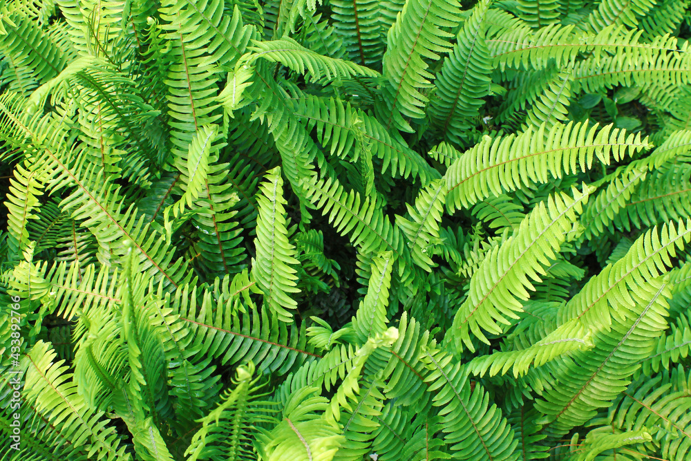 bright green fern leaves, background