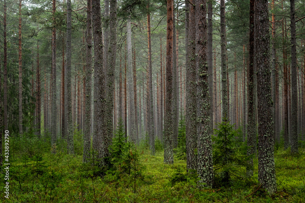 Pine tree forest landscape in spring Pine tree forest landscape in spring