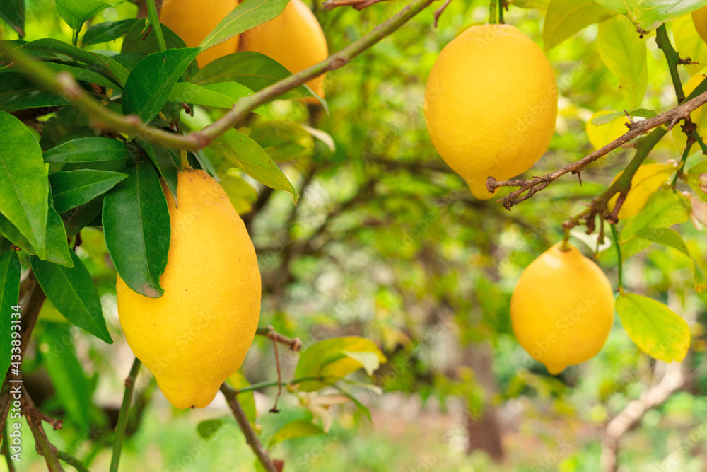 Lemon garden with fruits