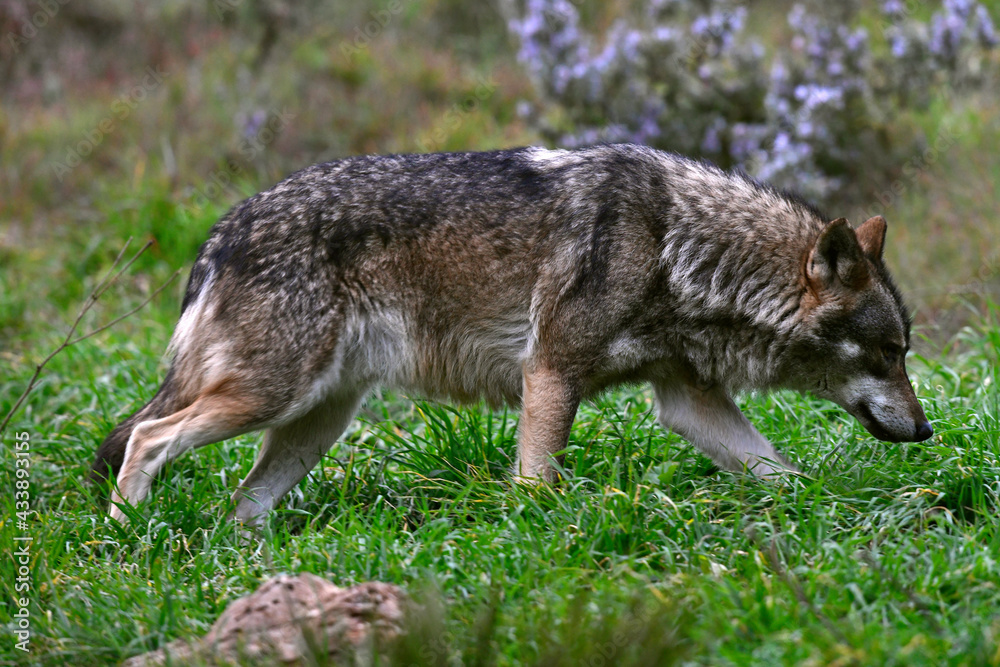 Lobo ibérico // Iberian wolf // Iberischer Wolf (Canis lupus signatus ...