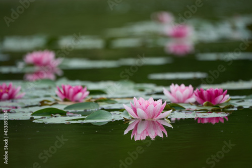 Water lily flowers and leaves floating in the pond (plural)