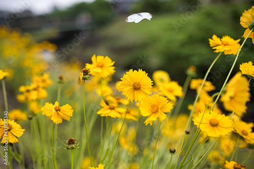 河川敷に咲く花とモンシロチョウ © 美智典 松嵜