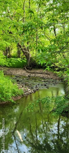 leaves in the water