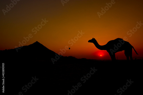 Pushkar camel fair