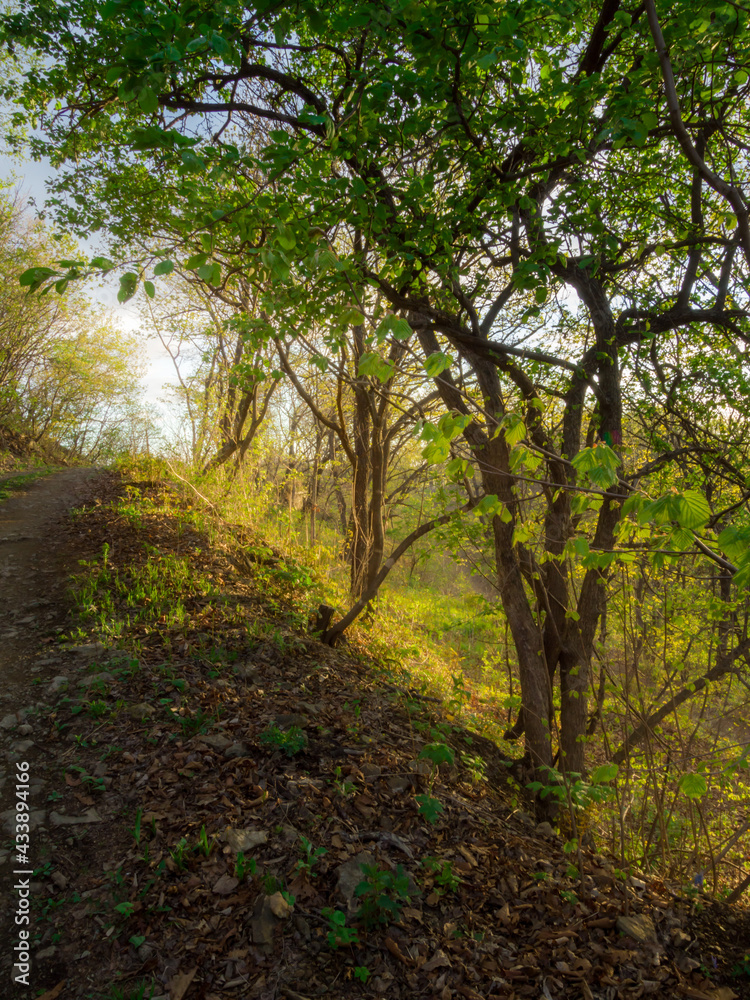Spring landscape. Fresh green leaves and grass in the forest. Spring landscape. Fresh green leaves and grass in the forest.