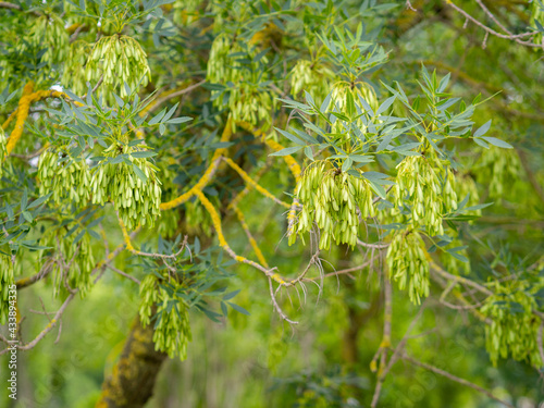 Selective focus of a narrow-leafed ash leafs and fruits (Fraxinus angustifolia) with blurred background in springtime photo