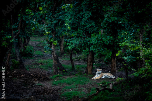 Wild male tiger at ranthambore national park or tiger reserve rajasthan india - panthera tigris tigris