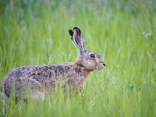 Hare sitting in a meadow in spring
