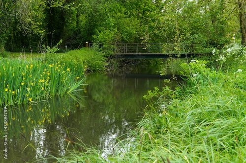 Group of water irises in bloom along a river in summer. Wooden bridge in the background.