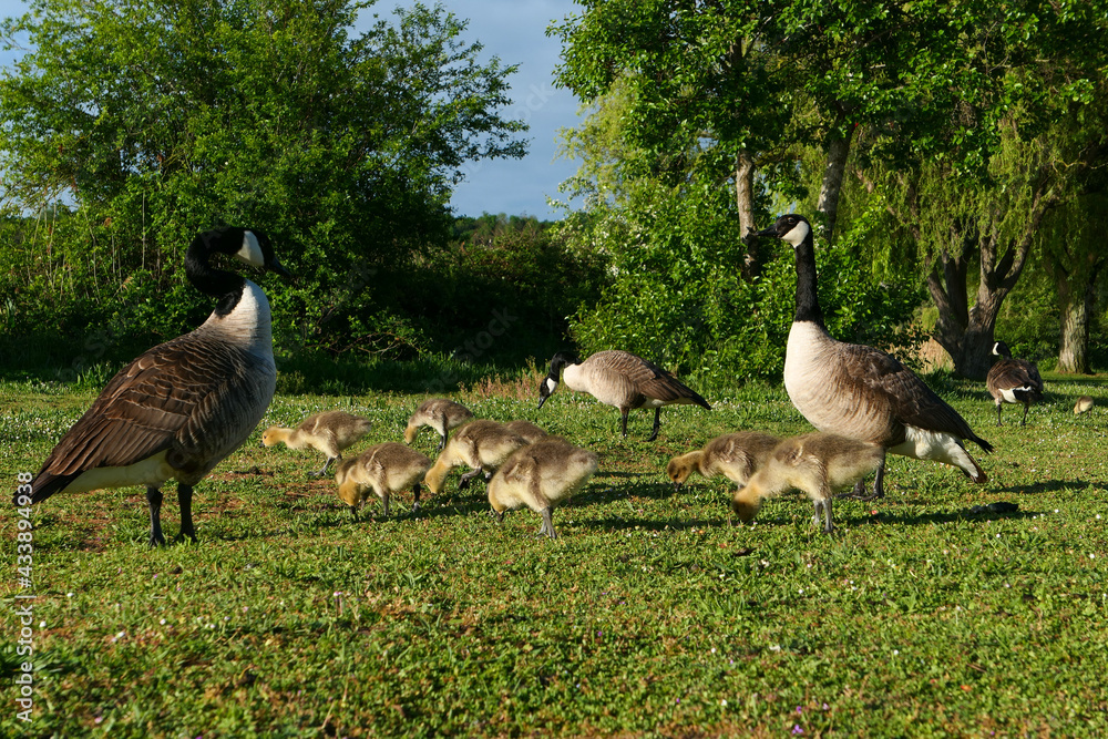 Group of Canada goose with their little chicks. Water birds in nature. Group of Canada goose with their little chicks. Water birds in nature.