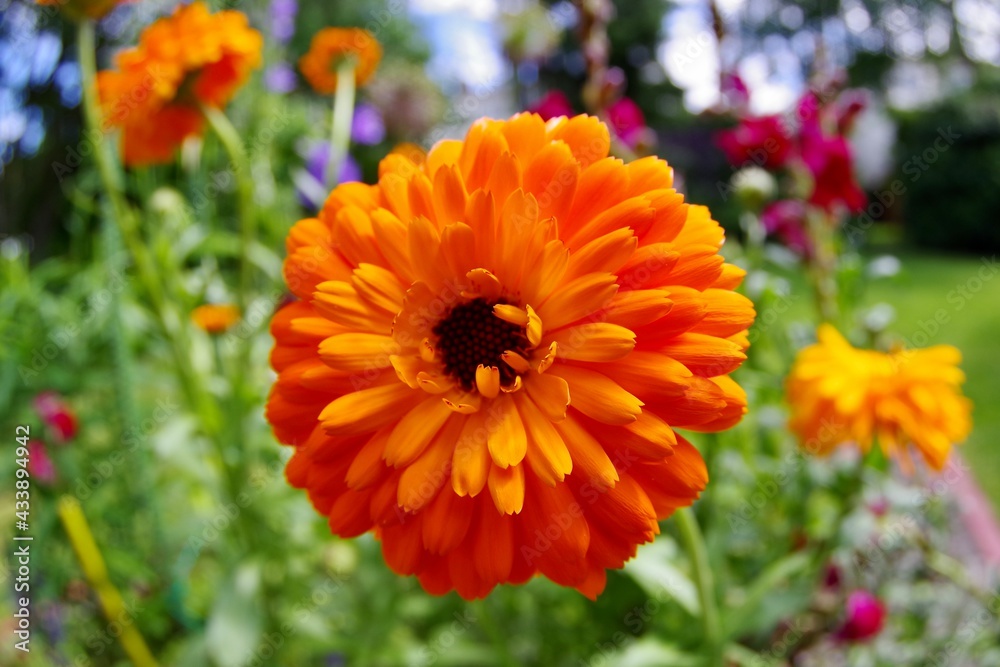 Ringelblumenblüte Ringelblumenblüte