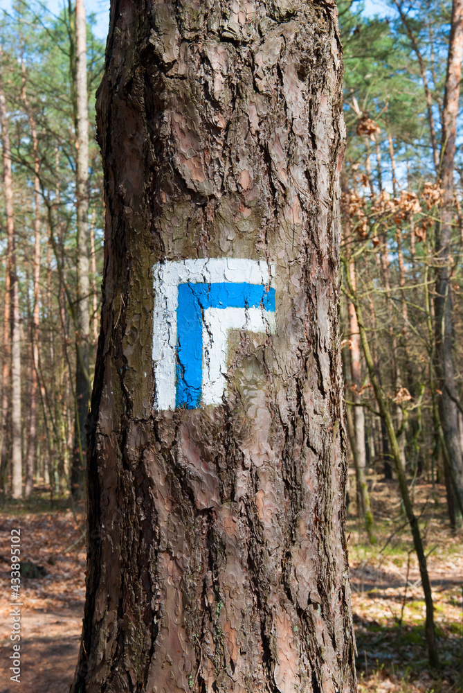 Niebieski szlak turystyczny w lesie - obrazy, fototapety, plakaty 