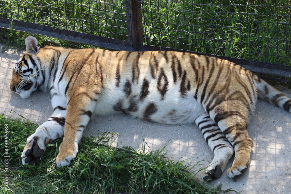 Fototapeta premium tiger in the grass