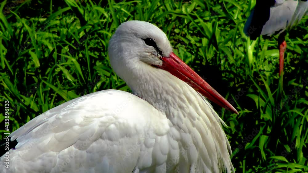 The white stork (Ciconia ciconia), large rare bird with red beak and legs, birds of Ukraine. The white stork (Ciconia ciconia), large rare bird with red beak and legs, birds of Ukraine.