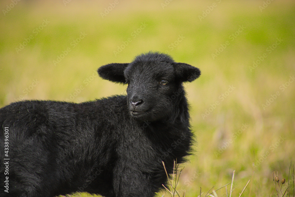 A newborn sheep in landscape park Herzberge, Berlin - Germany A newborn sheep in landscape park Herzberge, Berlin - Germany
