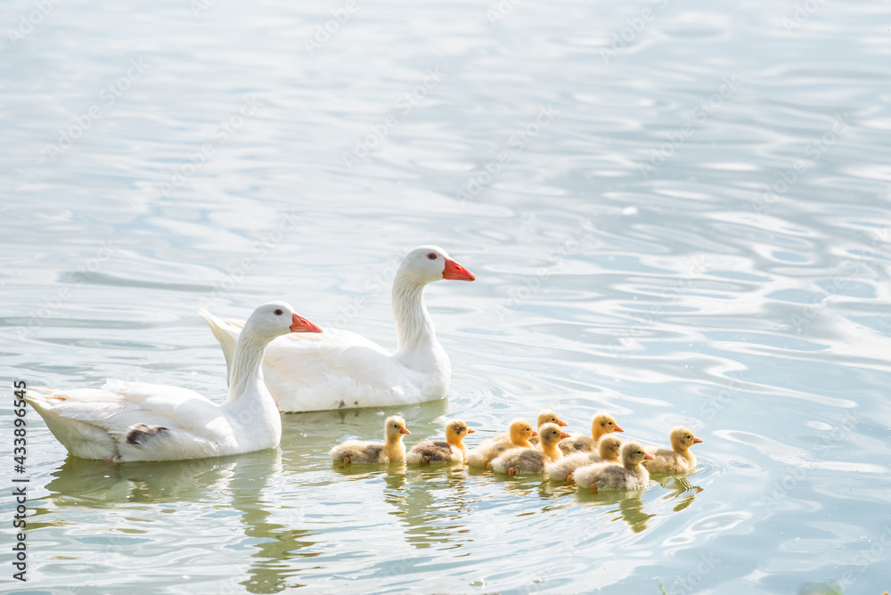 Obraz premium two ducks with their ducklings swimming in the water on a sunny day