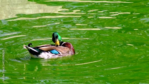 The mallard or wild duck (Anas platyrhynchos) swims in green water at the zoo, Ukraine.