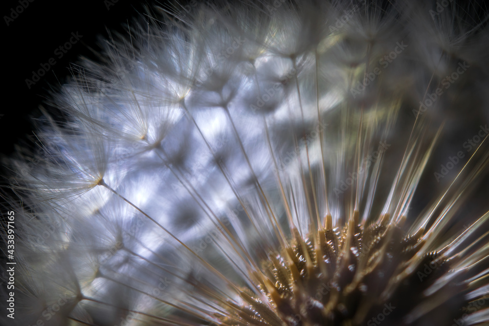 Makroaufnahme in einer Pusteblume - leuchtende Löwenzahn Samen im Detail