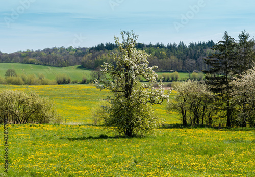 spring in the mountains, lanscape with meadows full of yellow dandelion flowers