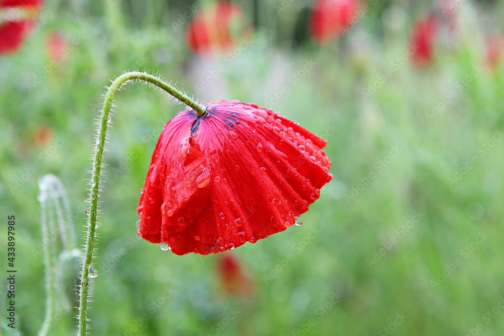 Obraz premium 한국공원의양귀비입니다