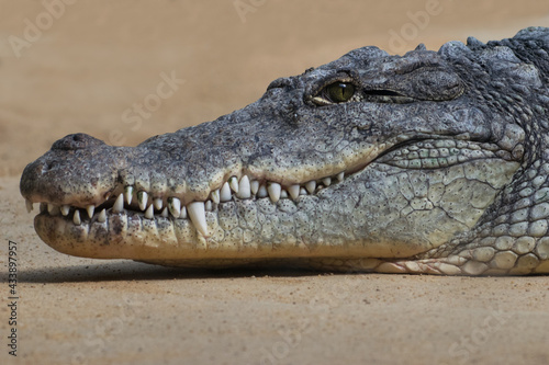 Krokodil Kopf von der Seite mit Z  hnen